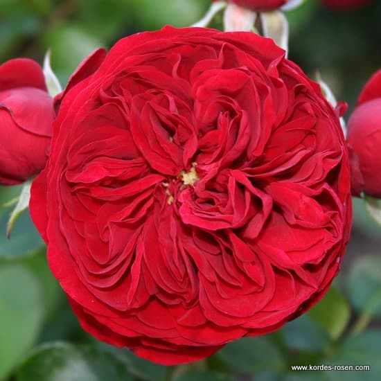 Rotkäppchen® - Floribunda rózsa