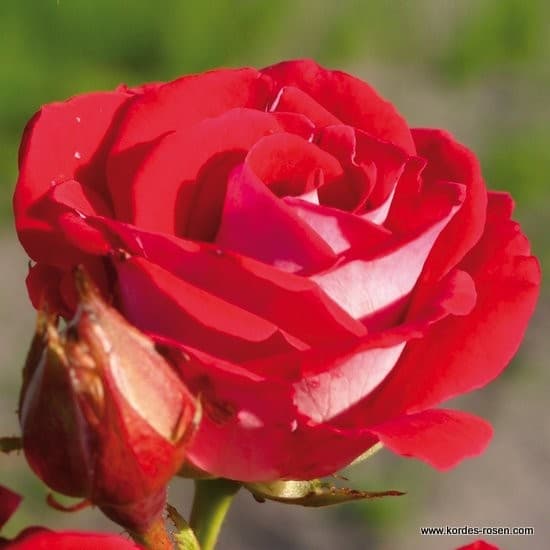 Schöne Koblenzerin ® - Floribunda rózsa