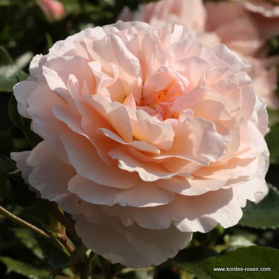 Sebastian KNEIPP® - Teahibrid rózsa