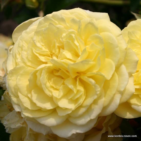Solero® - Floribunda rózsa