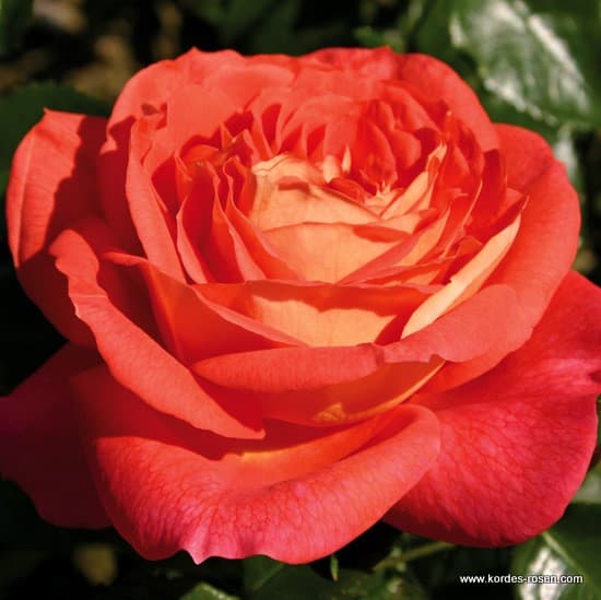 Sommersonne® - Floribunda rózsa
