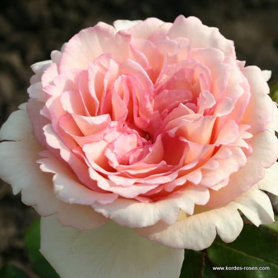 Souvenir de Baden-Baden® - Teahibrid rózsa