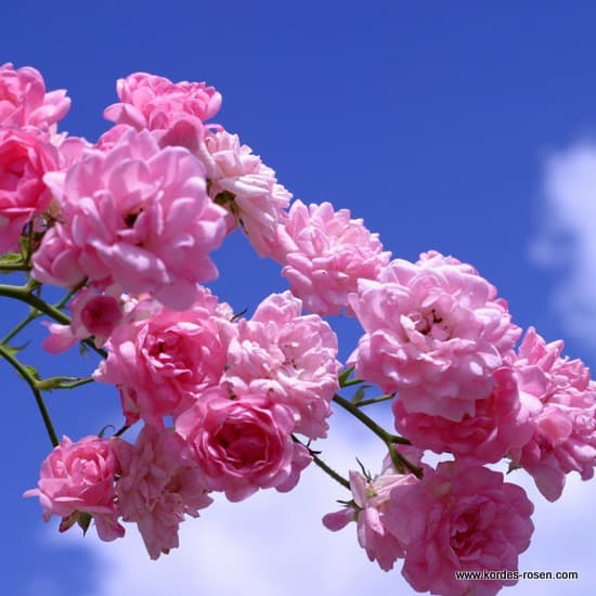 The Fairy - Floribunda rózsa