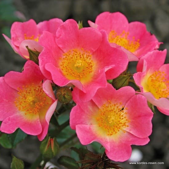 Topolina® - Talajtakaró rózsa