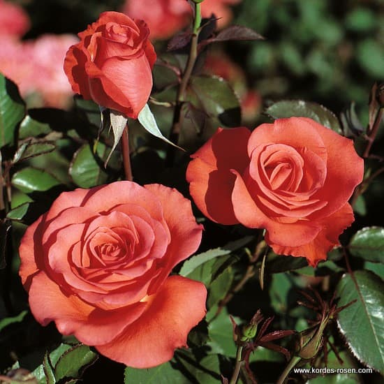 Träumerei® - Floribunda rózsa