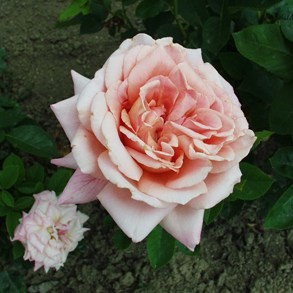 Erkel Ferenc emléke - Teahibrid rózsa