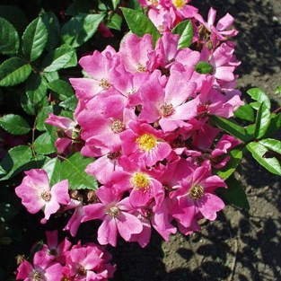 Ernye - Polianta rózsa