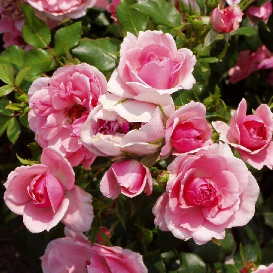 Esterházy János emléke - Floribunda rózsa