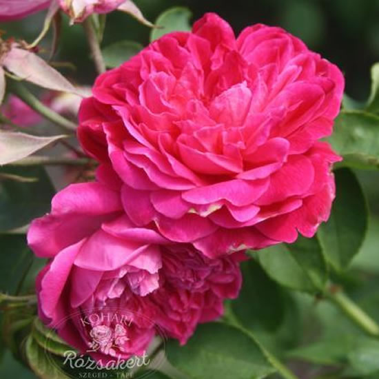 Eugen E. Marlitt - Bourbon rózsa