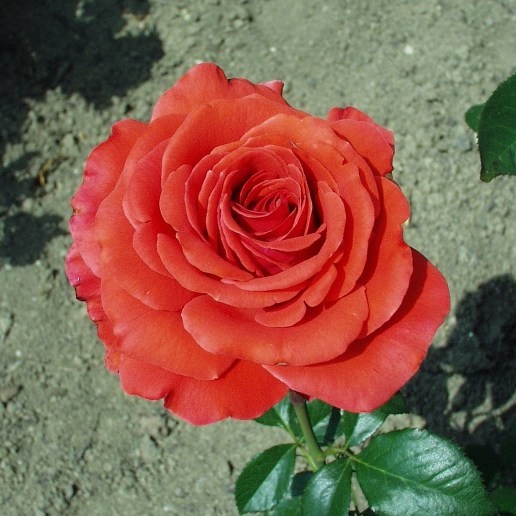 Fáklya - Teahibrid rózsa
