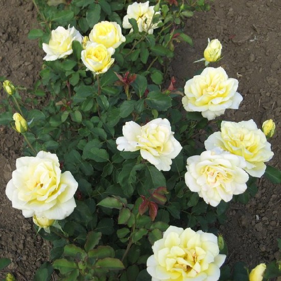 Gölle - Teahibrid rózsa