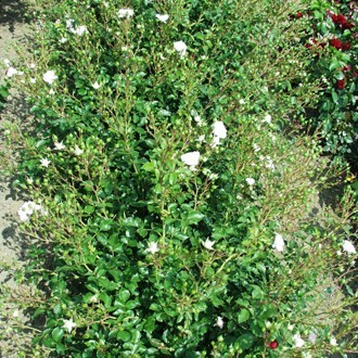 Kanizsai Orsolya emléke - Floribunda rózsa