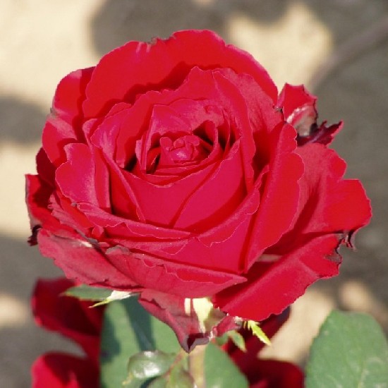 Kőhalom - Teahibrid rózsa