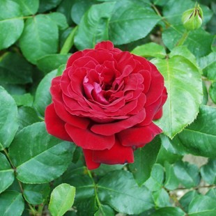 Kórógy - Teahibrid rózsa