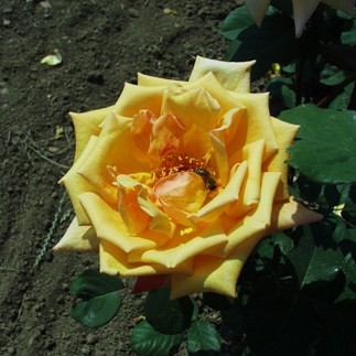 Kőrösi Csoma Sándor - Teahibrid rózsa