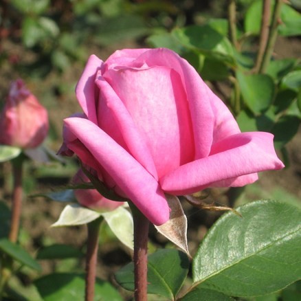 Pázmány Péter emléke - Teahibrid rózsa