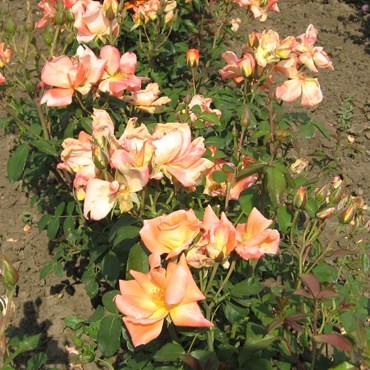 Piski - Polianta rózsa