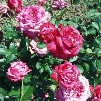 Sicc - Teahibrid rózsa