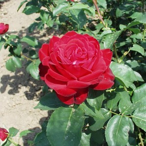 Szerb Antal emléke - Teahibrid rózsa
