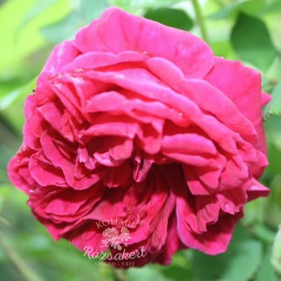 Wenzel Geschwind - Teahibrid rózsa