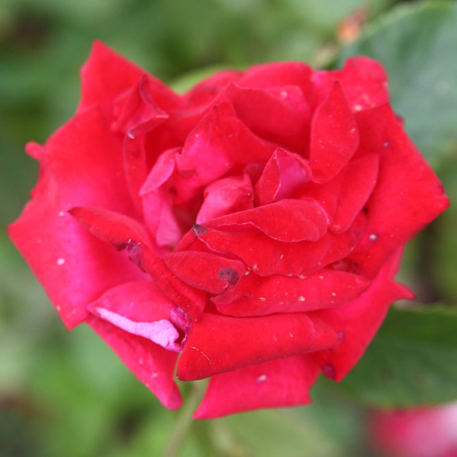 Aba - Teahibrid rózsa