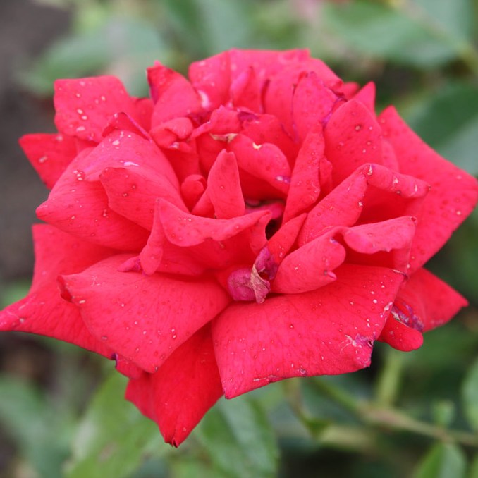 Angyal Dezső emléke - Teahibrid rózsa