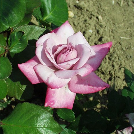 Apor Vilmos emléke - Teahibrid rózsa