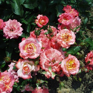 Árpád - Polianta rózsa