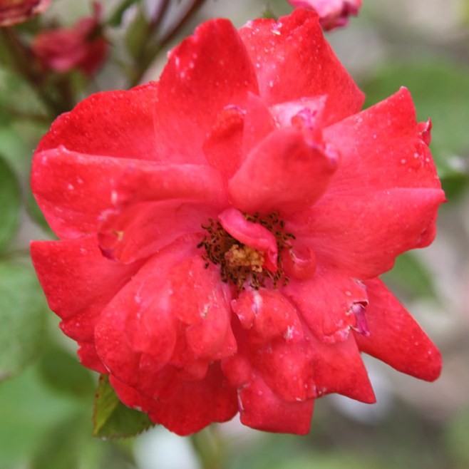 Baross Gábor emléke - Floribunda rózsa