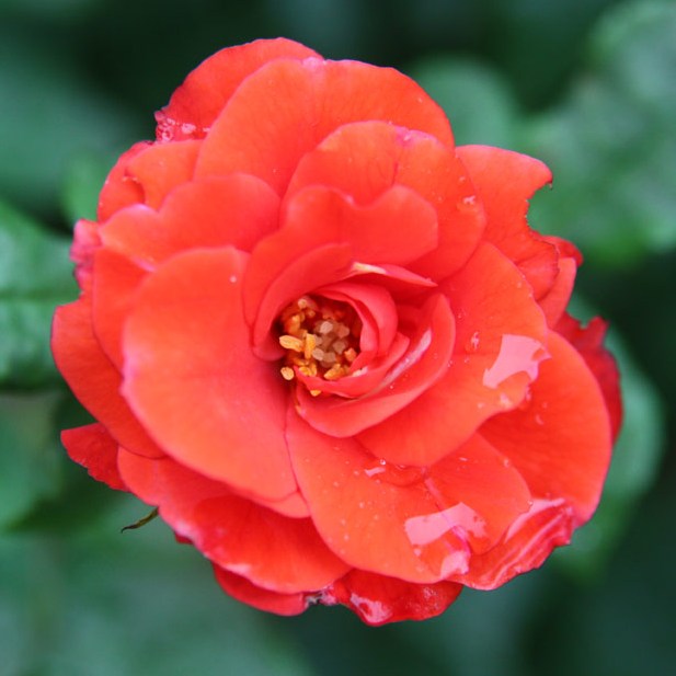 Báthory István emléke - Floribunda rózsa