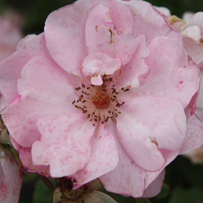 Békés - Floribunda rózsa