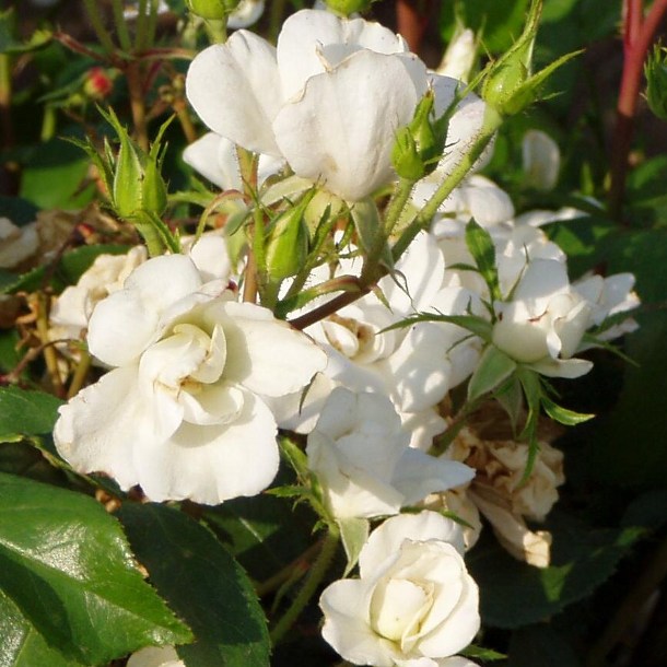 Bem Apó emléke - Floribunda rózsa