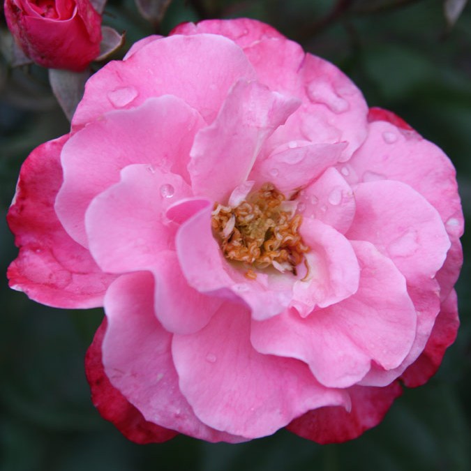 Bethlen Gábor emléke - Floribunda rózsa