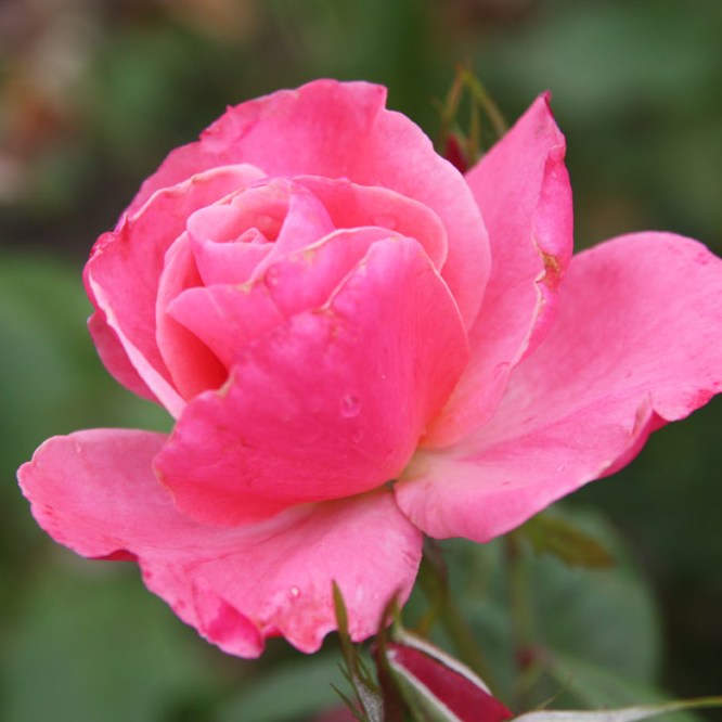 Bethlen István emléke - Floribunda rózsa