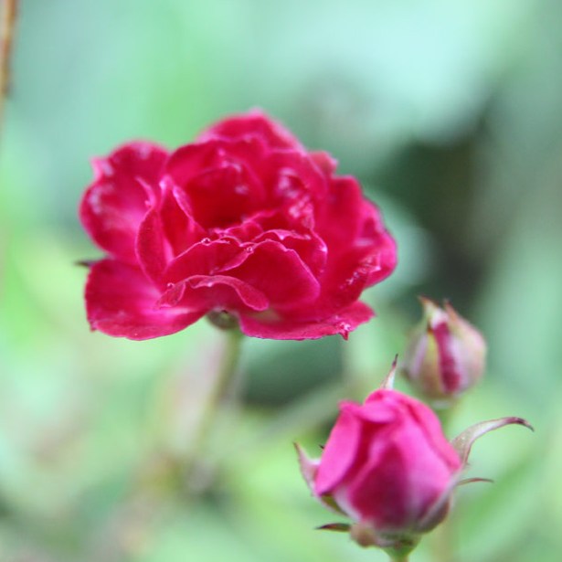 Bíborka - Miniatűr rózsa