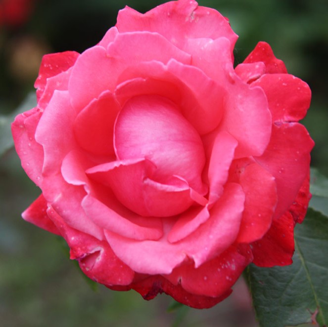 Blaha Lujza emléke - Floribunda rózsa