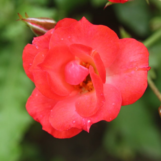 Bodor Péter emléke - Polianta rózsa