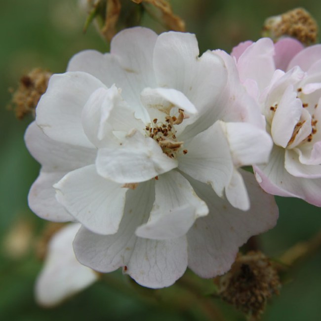 Borsi - Miniatűr rózsa