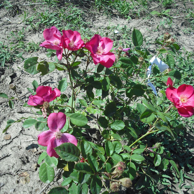 Brassai Sámuel emléke - Floribunda rózsa