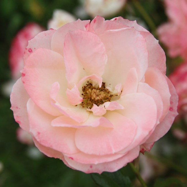 Budaörs - Floribunda rózsa