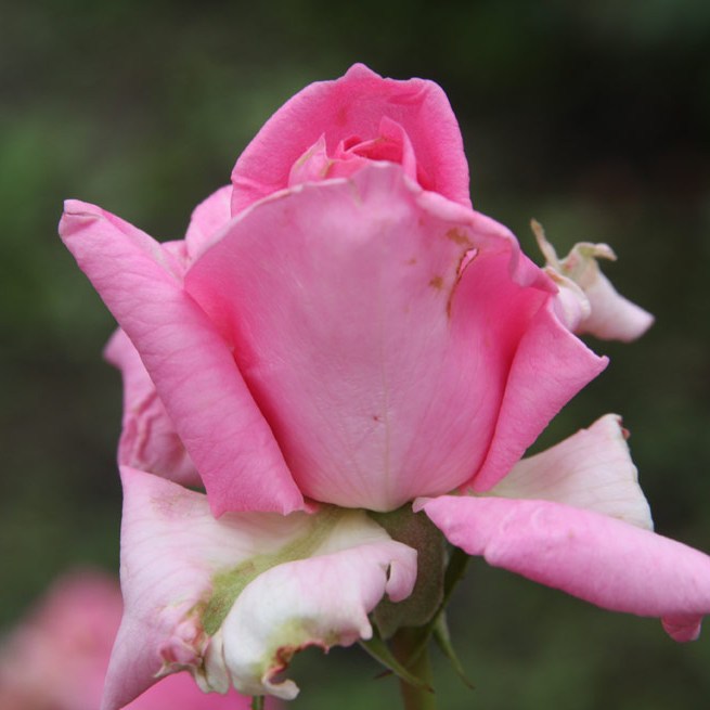 Csii - Teahibrid rózsa