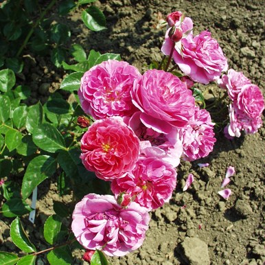 Csongrád - Floribunda rózsa