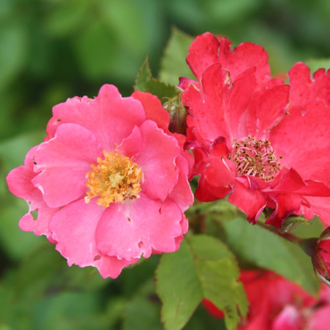 Deák Ferenc emléke - Floribunda rózsa