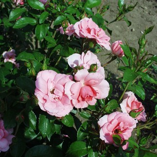 Déryné - Floribunda rózsa