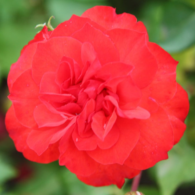 Déva - Polianta rózsa
