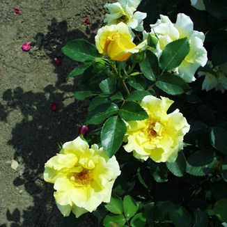 Diószegi Sámuel emléke - Floribunda rózsa