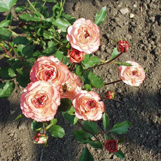 Dobó István emléke - Floribunda rózsa