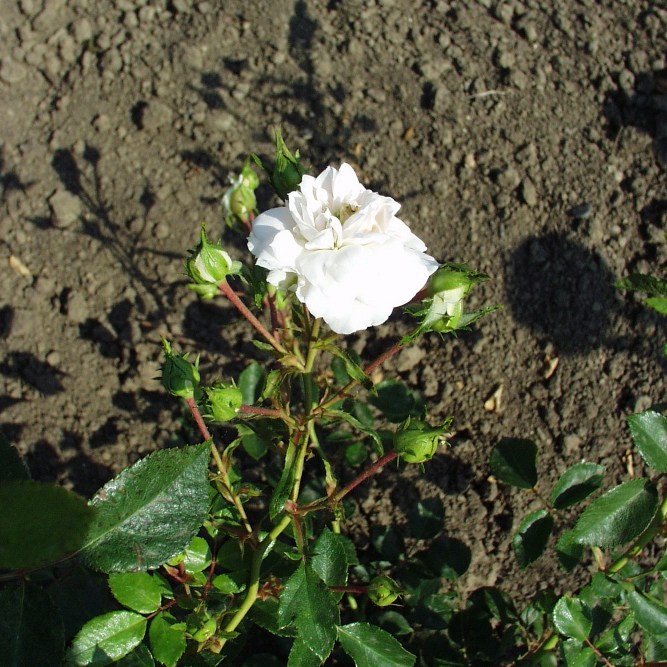 Drégely - Floribunda rózsa