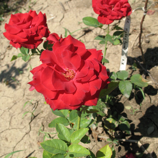 Dukai Takách Judit emléke - Teahibrid rózsa