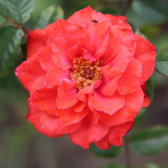 Eger - Miniatűr rózsa